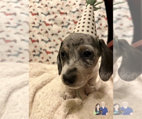 Medium Photo #129 Dachshund Puppy For Sale in LAKEBAY, WA, USA