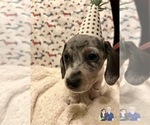 Small Photo #129 Dachshund Puppy For Sale in LAKEBAY, WA, USA
