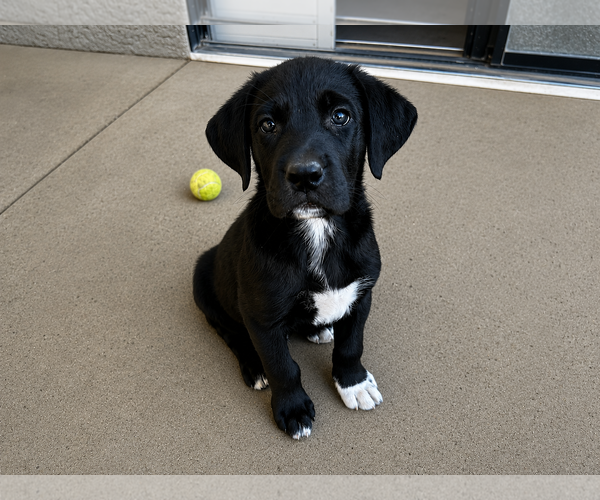 Medium Photo #3 Labrador Retriever-Unknown Mix Puppy For Sale in Clovis, CA, USA