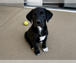 Small #2 Labrador Retriever Mix