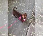 Small #2 Dachshund