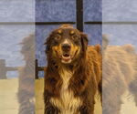 Small #5 Australian Shepherd Mix
