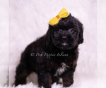 Small Photo #24 Cavapoo (Miniature) Puppy For Sale in WARSAW, IN, USA