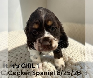 Medium Cocker Spaniel