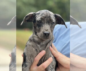 Catahoula Leopard Dog-Labrador Retriever Mix Dogs for adoption in Lakemont, GA, USA