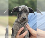 Louise - Female Catahoula Leopard Dog-Labrador Retriever Mix Dog for Adoption - Small photo