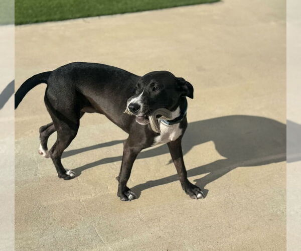 Medium Photo #2 Labrador Retriever-Unknown Mix Puppy For Sale in Oakhurst, NJ, USA