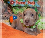 Small #1 Great Dane