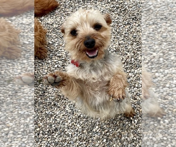 Medium Photo #1 Yo-Chon Puppy For Sale in MOUNT PLEASANT, MI, USA