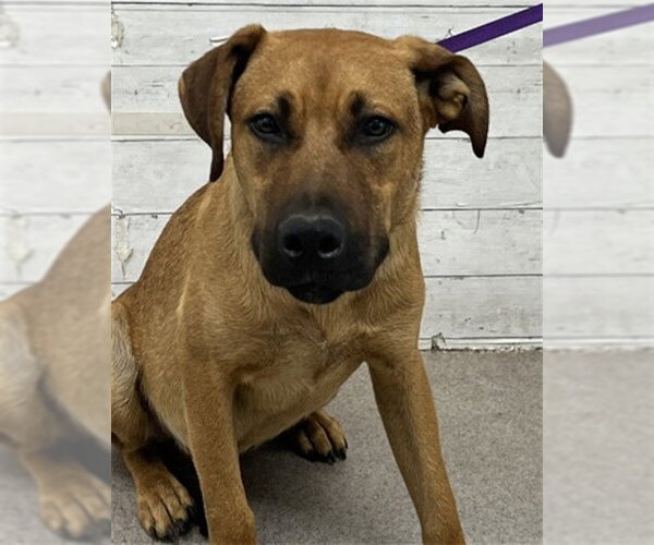 Medium Photo #1 Labrador Retriever-Unknown Mix Puppy For Sale in San Bernardino, CA, USA