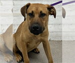 Small Labrador Retriever Mix