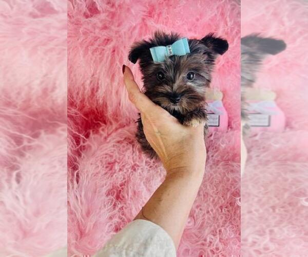 Medium Photo #6 Yorkshire Terrier Puppy For Sale in BOCA RATON, FL, USA