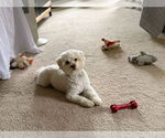 Small #1 Poochon