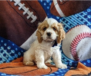 Cocker Spaniel Puppy for sale in NOTTINGHAM, PA, USA