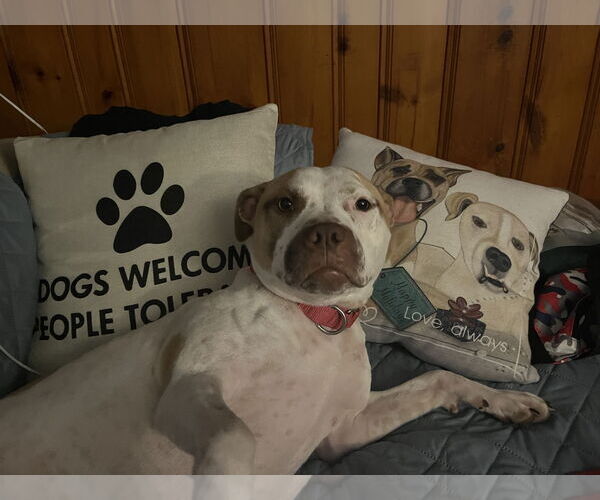 Medium Photo #11 American Staffordshire Terrier-Unknown Mix Puppy For Sale in Rockaway, NJ, USA