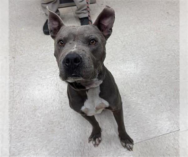 Medium Photo #1 American Pit Bull Terrier Puppy For Sale in Conroe, TX, USA