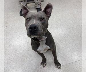 American Pit Bull Terrier Dogs for adoption in Conroe, TX, USA