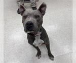 Small American Pit Bull Terrier