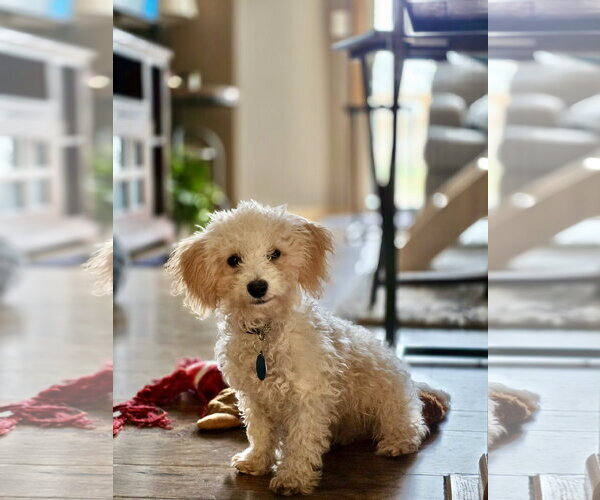 Medium Photo #2 Poochon Puppy For Sale in St. Louis Park, MN, USA