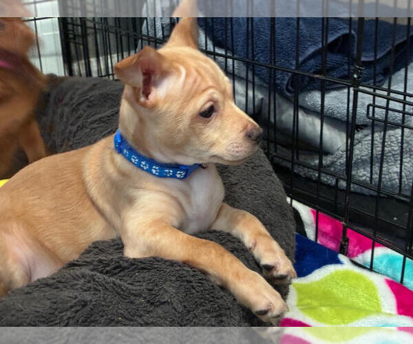 Medium Photo #2 Chihuahua-Unknown Mix Puppy For Sale in Plymouth, MN, USA