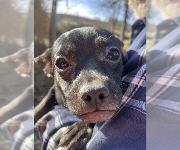 Medium Photo #45 French Bullhuahua Puppy For Sale in SPRAGGS, PA, USA