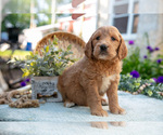 Puppy Tawny Goldendoodle