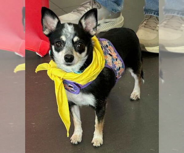 Medium Photo #1 Chihuahua Puppy For Sale in Spring Lake, NJ, USA