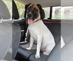 Small Pointer Mix
