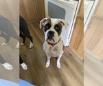 Small Photo #1 Boxer Puppy For Sale in JEFFERSON, OH, USA