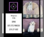 Small Photo #11 ShihPoo Puppy For Sale in WARSAW, IN, USA