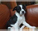 Small Photo #2 French Bulldog-Maltipoo Mix Puppy For Sale in VALLEJO, CA, USA