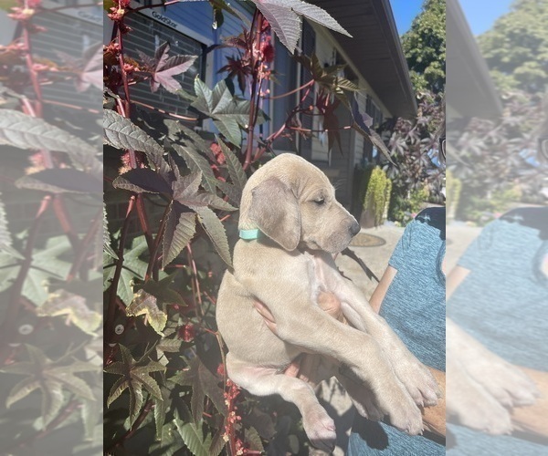 Medium Photo #4 Great Dane Puppy For Sale in IDAHO FALLS, ID, USA