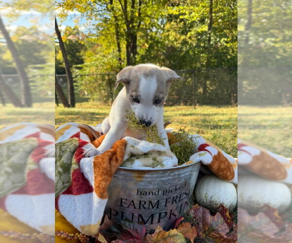 Medium Photo #1 Border Collie-Unknown Mix Puppy For Sale in House Springs, MO, USA