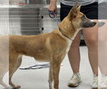 Small #2 Mutt