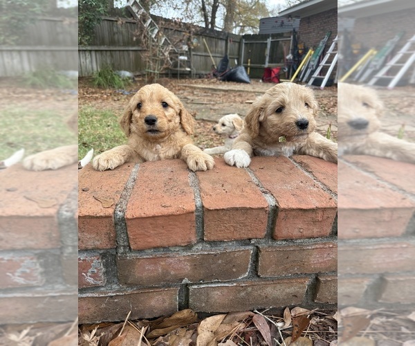 Medium Photo #6 Goldendoodle Puppy For Sale in ENTERPRISE, AL, USA