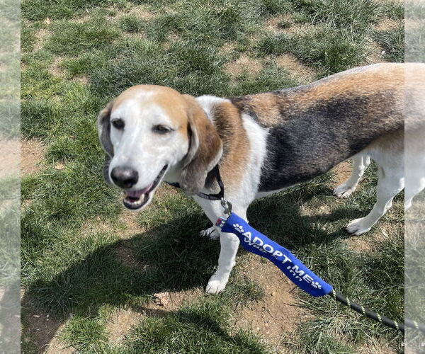 Medium Photo #2 Mutt Puppy For Sale in Oakhurst, NJ, USA
