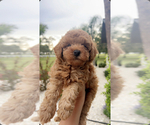 Small #2 Poodle (Toy)