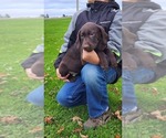 Image preview for Ad Listing. Nickname: Litter of 2