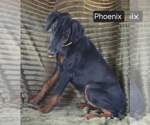 Medium Photo #3 Doberman Pinscher Puppy For Sale in POMEROY, OH, USA