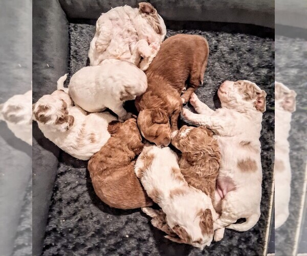 Medium Photo #1 Goldendoodle (Miniature) Puppy For Sale in GASTONIA, NC, USA