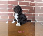 Puppy 1 Aussiedoodle