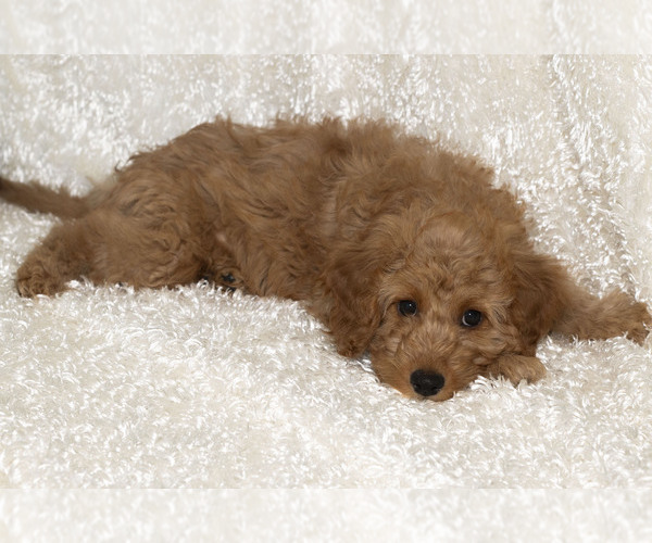 Medium Photo #6 Goldendoodle Puppy For Sale in TOPEKA, KS, USA