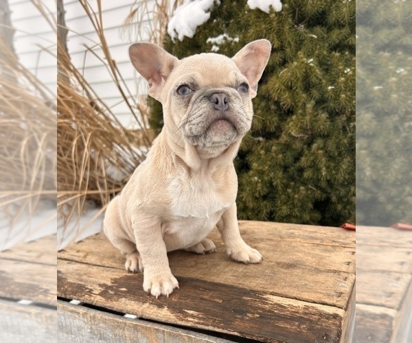 Medium Photo #3 French Bulldog Puppy For Sale in MIDDLEBURY, IN, USA