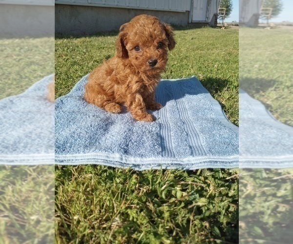 Medium Photo #1 Poodle (Toy) Puppy For Sale in HAVEN, KS, USA