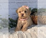 Small #17 Poodle (Toy)