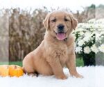 Small #5 Golden Retriever