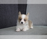 Small Photo #3 Pembroke Welsh Corgi Puppy For Sale in LOS ANGELES, CA, USA