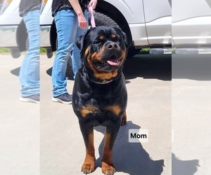 Mother of the Rottweiler puppies born on 11/09/2025