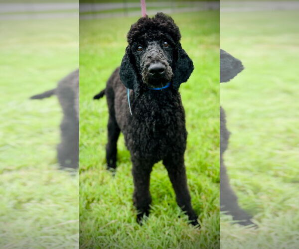 Medium Photo #4 Poodle (Standard) Puppy For Sale in Pacolet, SC, USA