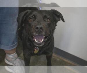 Labrador Retriever-Unknown Mix Dogs for adoption in Mountain Home, AR, USA